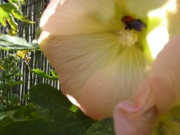 fleur_variee_20211127_1030904937